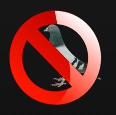 solutions anti pigeons